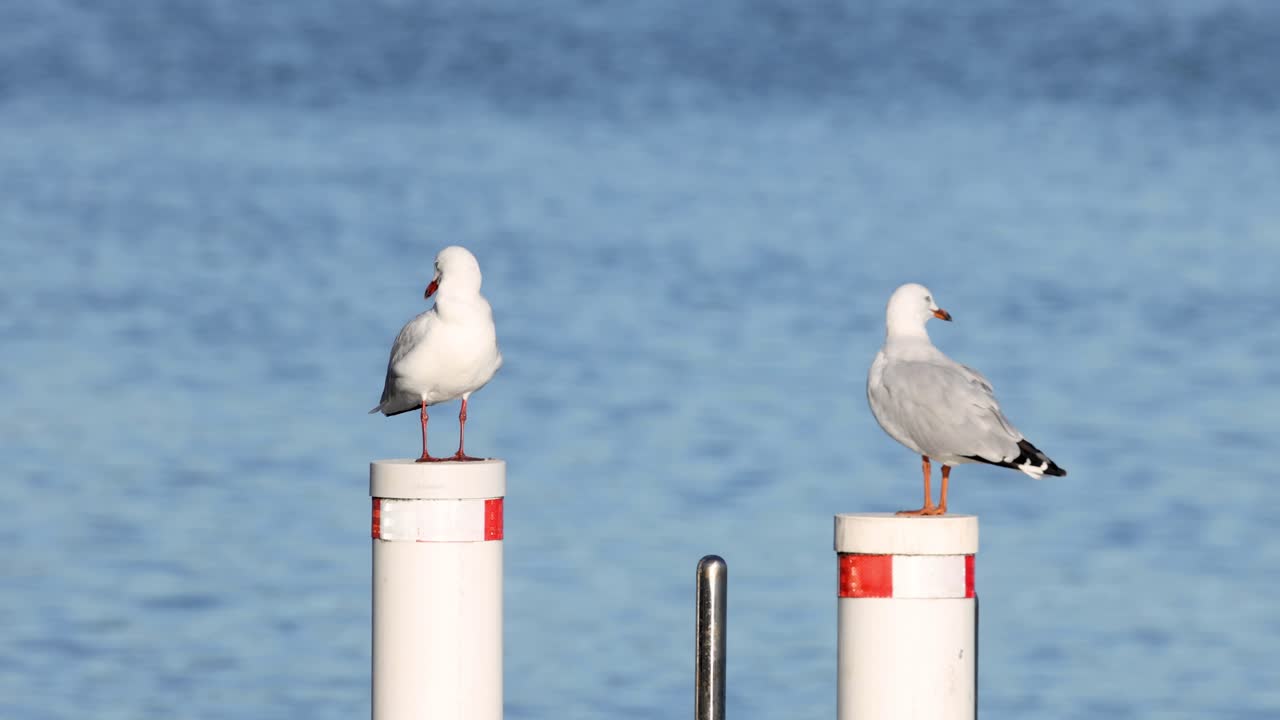 gaviotas interactuando en una boya marina