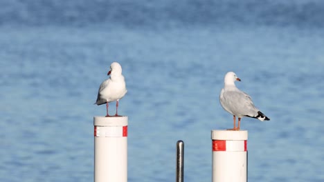 seagulls interacting on a marine buoy