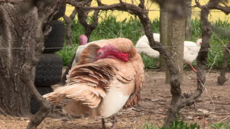 two large turkeys on the loose in a farmland space in the village