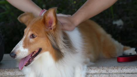 close-up view of scoth collie dog