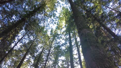 Upwards-shot-of-tall-pine-trees-with-sunlight-streaming-through-filmed-at-Ashclyst-Forest-Devon-England