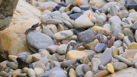 pachygrapsus marmoratus is a species of crab, sometimes called the marbled rock crab or marbled crab, which lives in the black sea, the mediterranean sea and parts of the atlantic ocean.