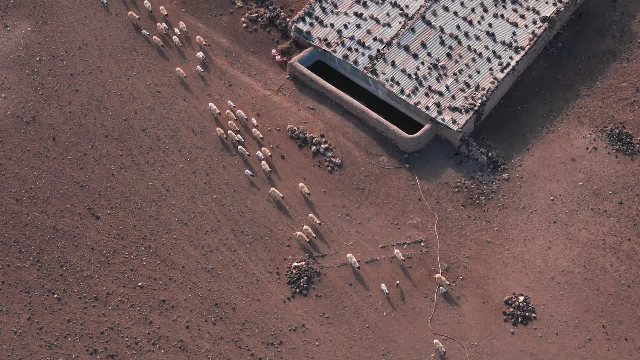 Top drone shot of morocco fileds with herd of sheeps and local farm