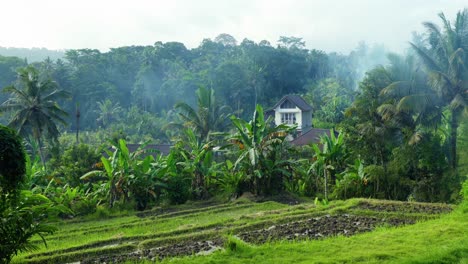 sideman area, landscape in bali, fields and coconut trees