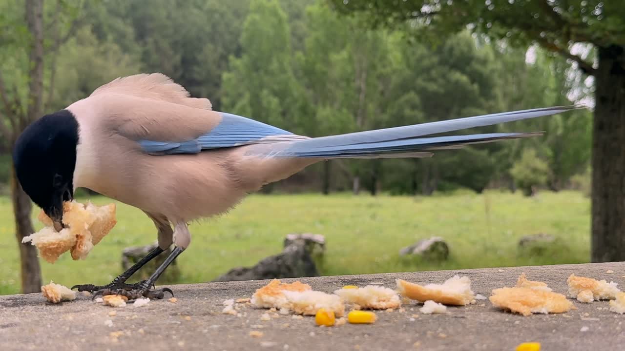 A close-up view of a colorful Iberian Magpie eating bread crumbs over a stoney table outside, with a blurred forest landscape in the background.