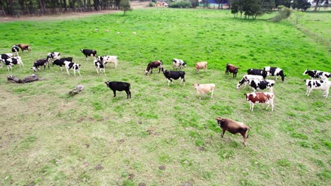 aerial drone herd of cows are grazing in a field