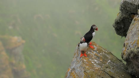 Atlantic-puffin-(Fratercula-arctica),-on-the-rock-on-the-island-of-Runde-(Norway).