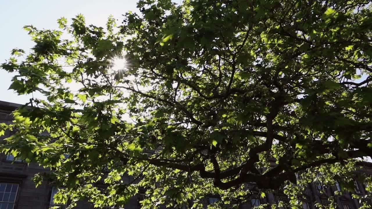 Sun shining through thick green foliage of large trees with a Trinity College building in background, Dublin