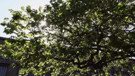 Sun-shining-through-thick-green-foliage-of-large-trees-with-a-Trinity-College-building-in-background,-Dublin