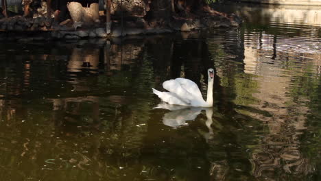 Weißer-Schwan-Schwimmt-Sanft-Durch-Den-Teich-Und-Dreht-Sich-Um