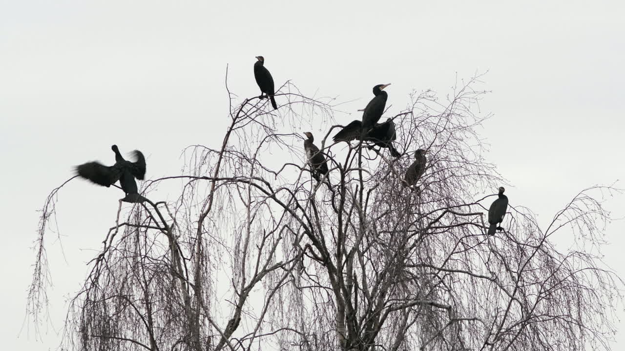 un grupo de pájaros cormoranes negros azabache suben a la cima de un sauce sin hojas cerca del agua en worcestershire, inglaterra