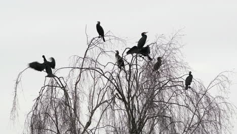 a group of jet black cormorant birds take to the top of a leafless willow tree near water in worcestershire, england