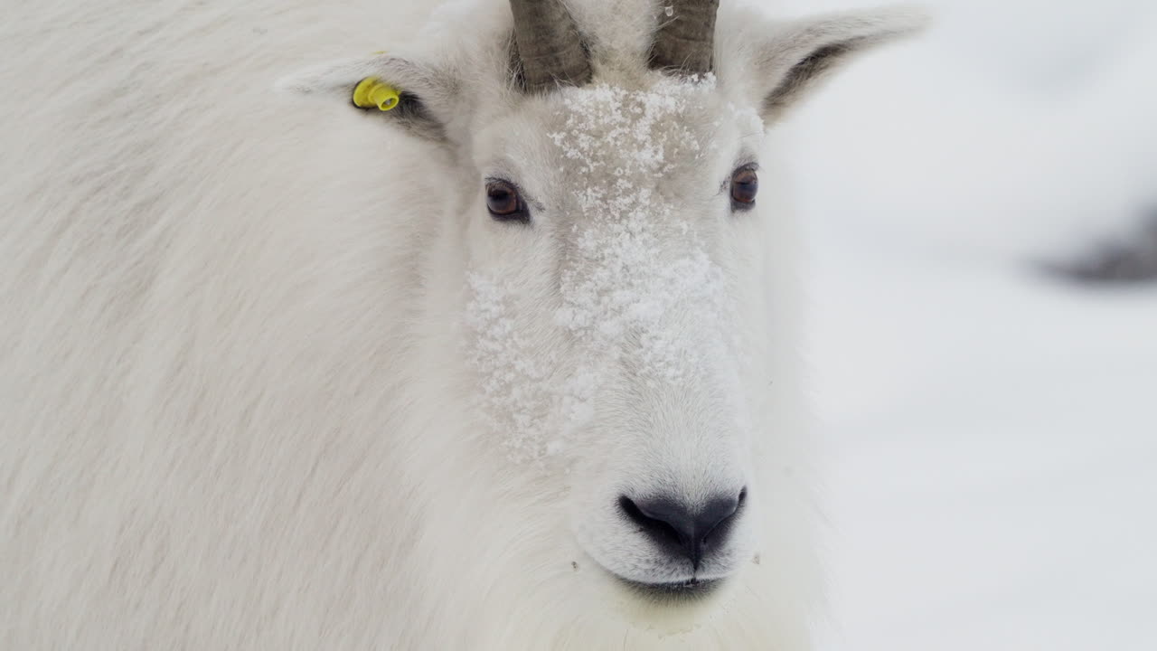 голова горной козы, зимний фон в юконе, канада - крупный план