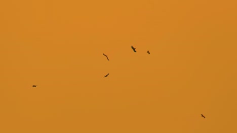 águilas volando contra el cálido atardecer naranja - tiro de ángulo bajo