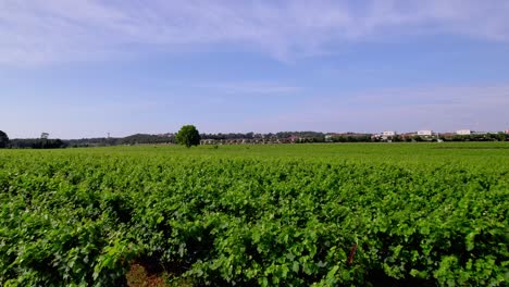 slow rising shot above a vineyard ready for harvesting in le cres, france