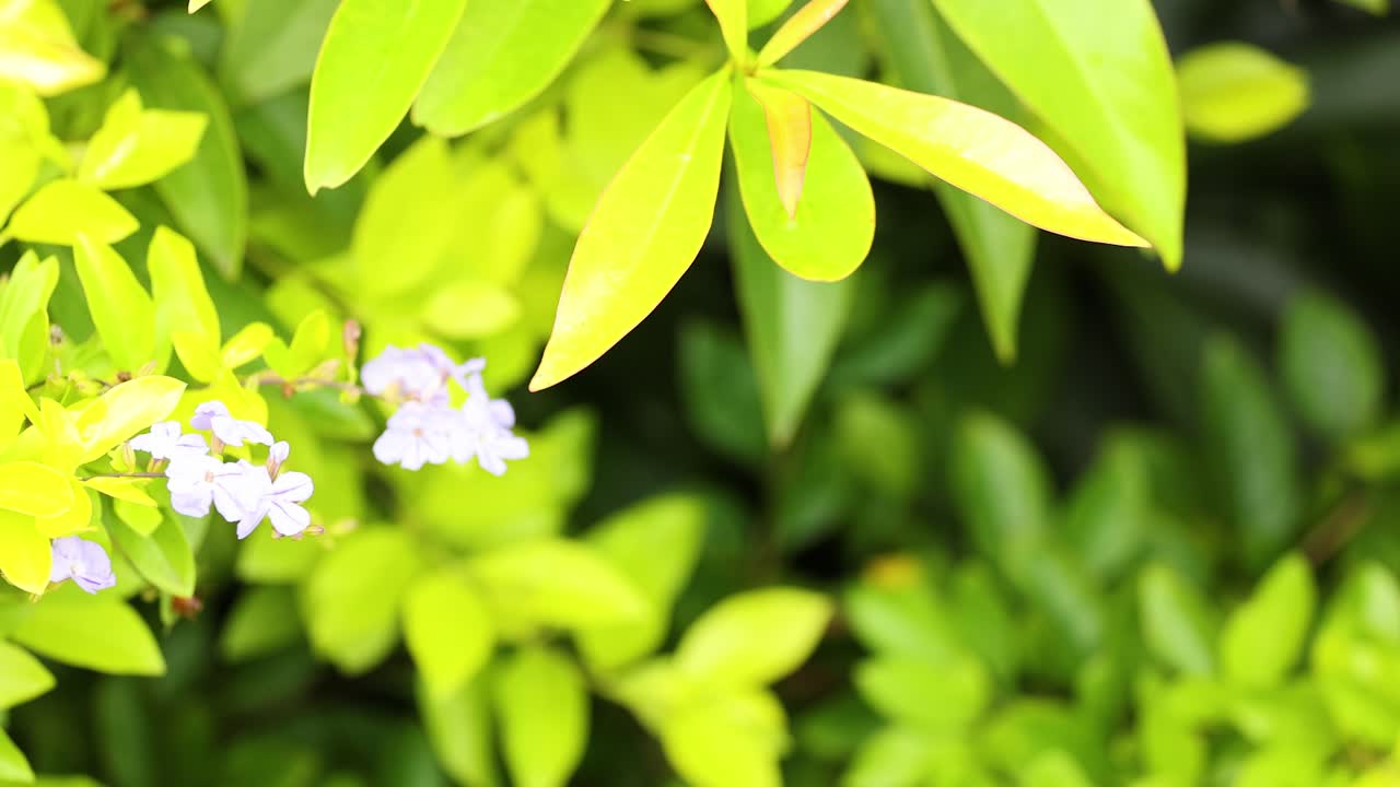 Bright green leaves and small purple flowers of Duranta erecta in natural light, showcasing lush vegetation