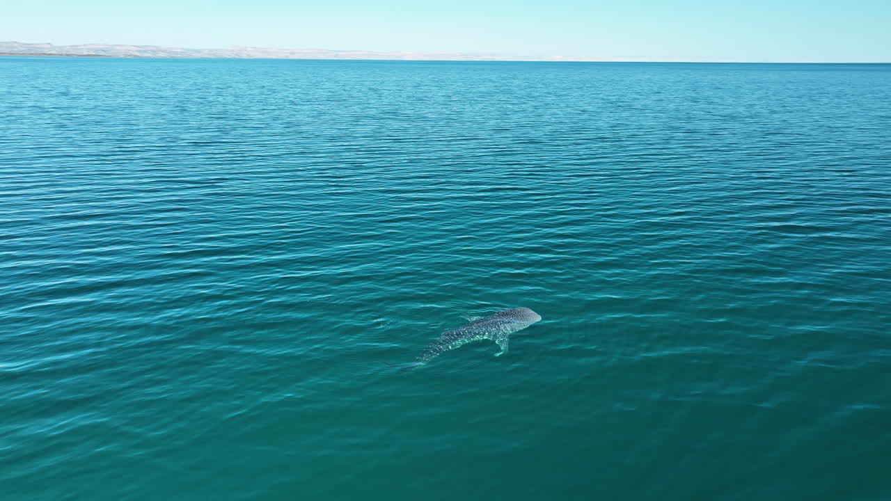 Aerial view around a whale shark (Rhincodon typus) surfacing in tranquil water