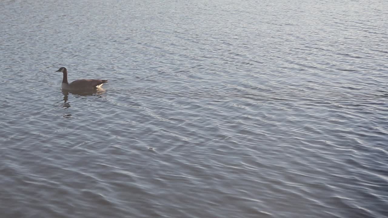 imágenes de gansos nadando en el lago del parque del condado de los gatos.