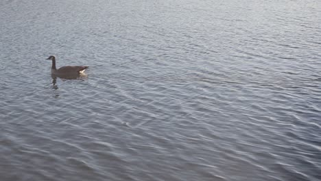 Aufnahmen-Von-Gänsen,-Die-Im-See-Im-Los-Gatos-County-Park-Schwimmen