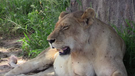 leona respirando pesadamente en el calor del mediodía, parte superior del cuerpo con algunas moscas a la sombra de un árbol baobab, hierba verde en el fondo