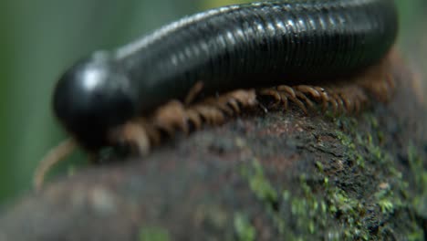 macro close up of giant millipede on a bole