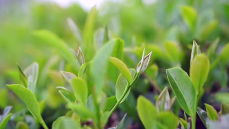 Una-Vista-Cercana-De-Las-Plantas-De-Té-Verde