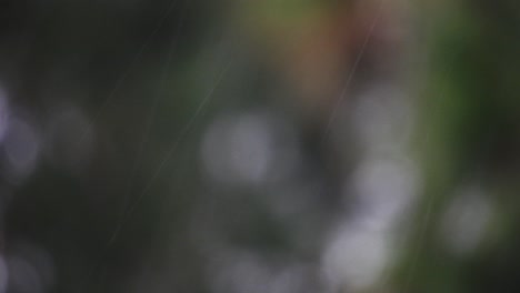 raindrops falling down on a rainy day with background bokeh blur of the tree leaves in the background, calming and peaceful scene