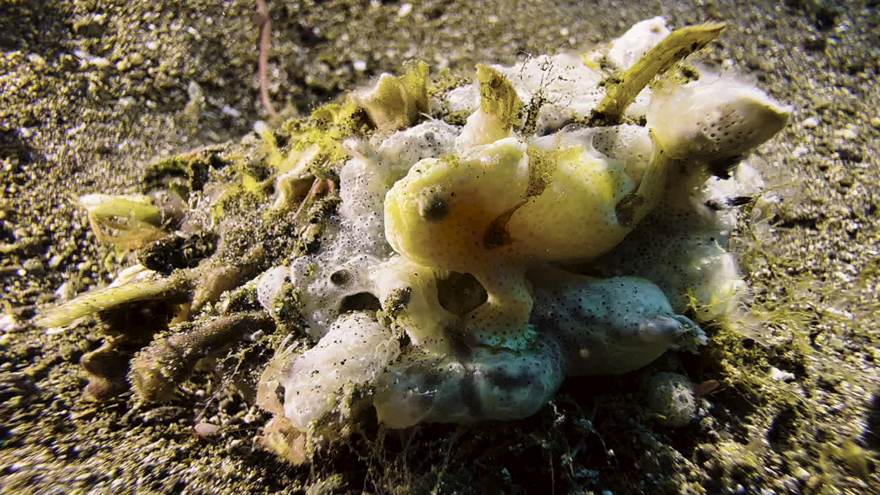 A tiny yellow painted frogfish sits on a piece of coral or sponge on the otherwise sandy seabed. The baby frogfish moves its foot-shaped fins
