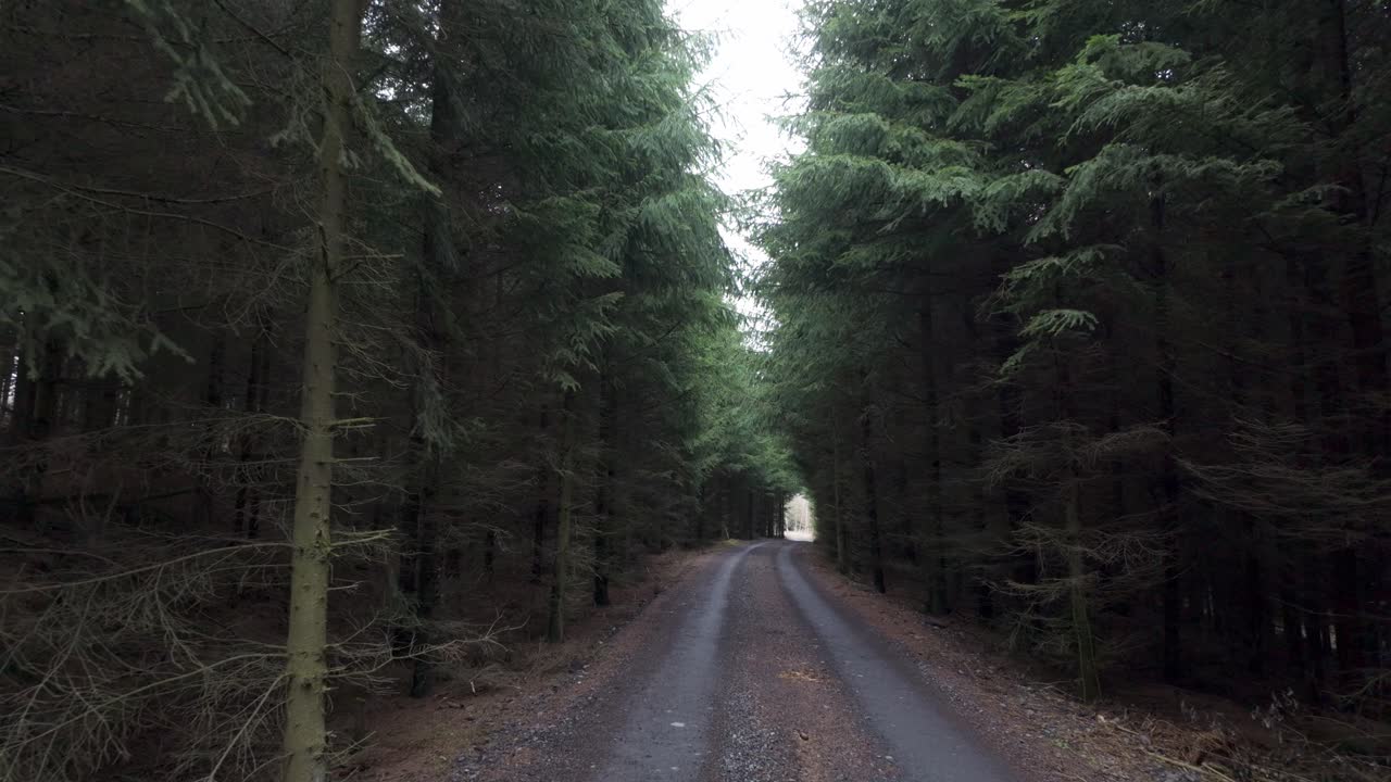 Path in the forest leading outside. Walking among coniferous trees. First person view