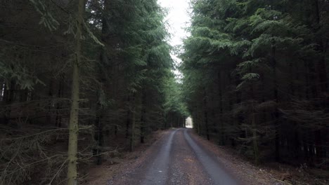 path in the forest leading outside. walking among coniferous trees. first person view