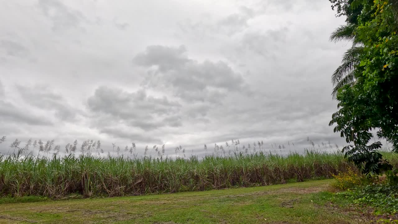 Camera slowly pans across lush sugarcane field, overcast lighting, tropical rural landscape, natural greenery