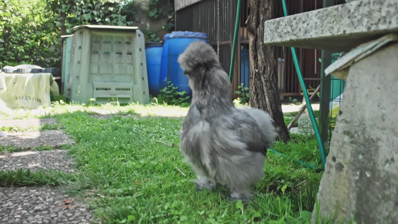pollo de seda gris en el jardín