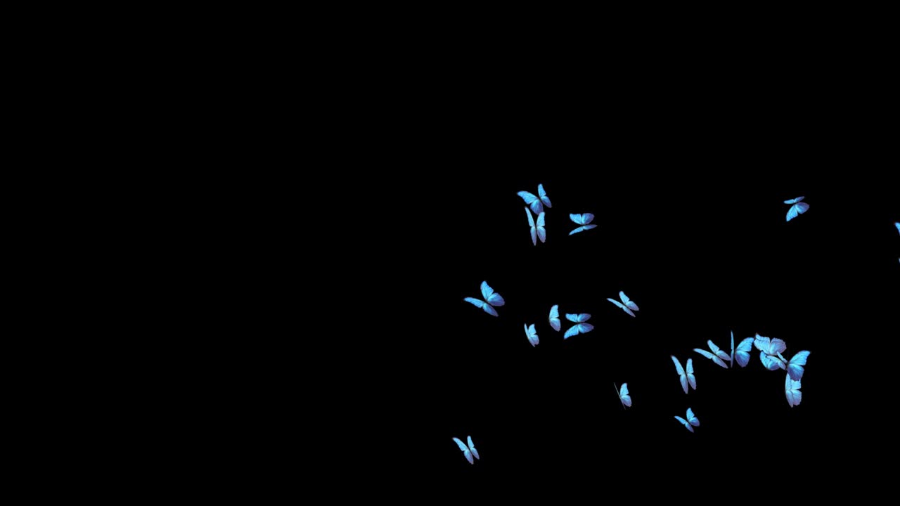 블루 스크린에서 날아다니는 나비의 4k 루프 애니메이션 배경.