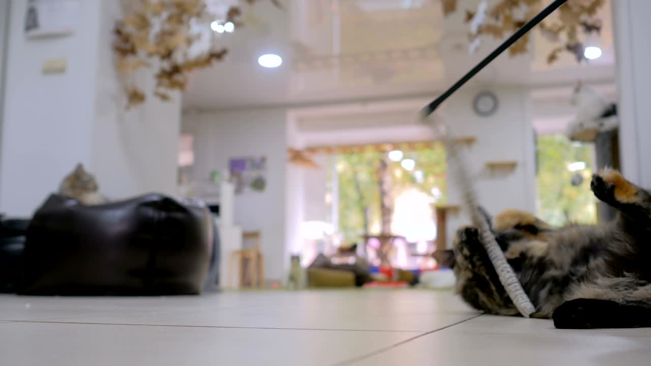 귀여운 고양이가 장난감으로 놀고 있다