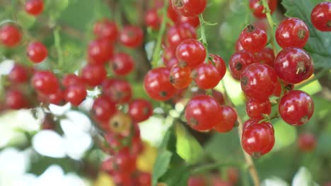 ripe juicy berries of red currant in clusters on branch