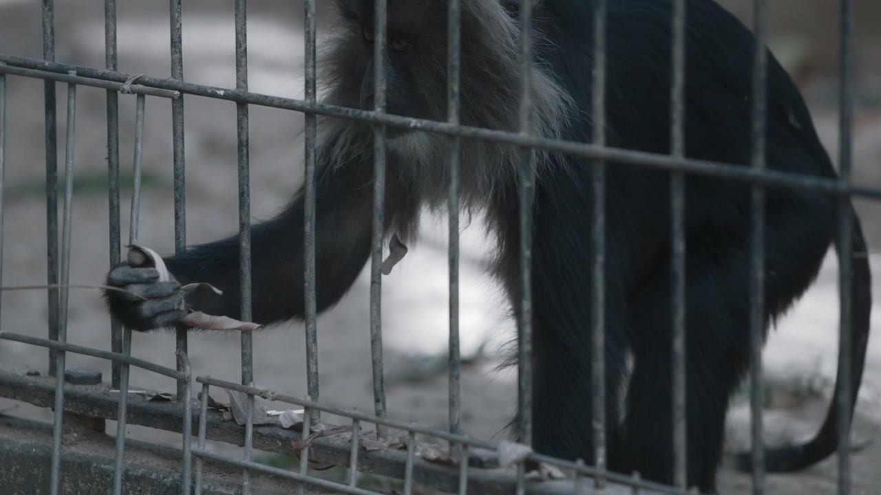Lion-tailed macaque in the zoo