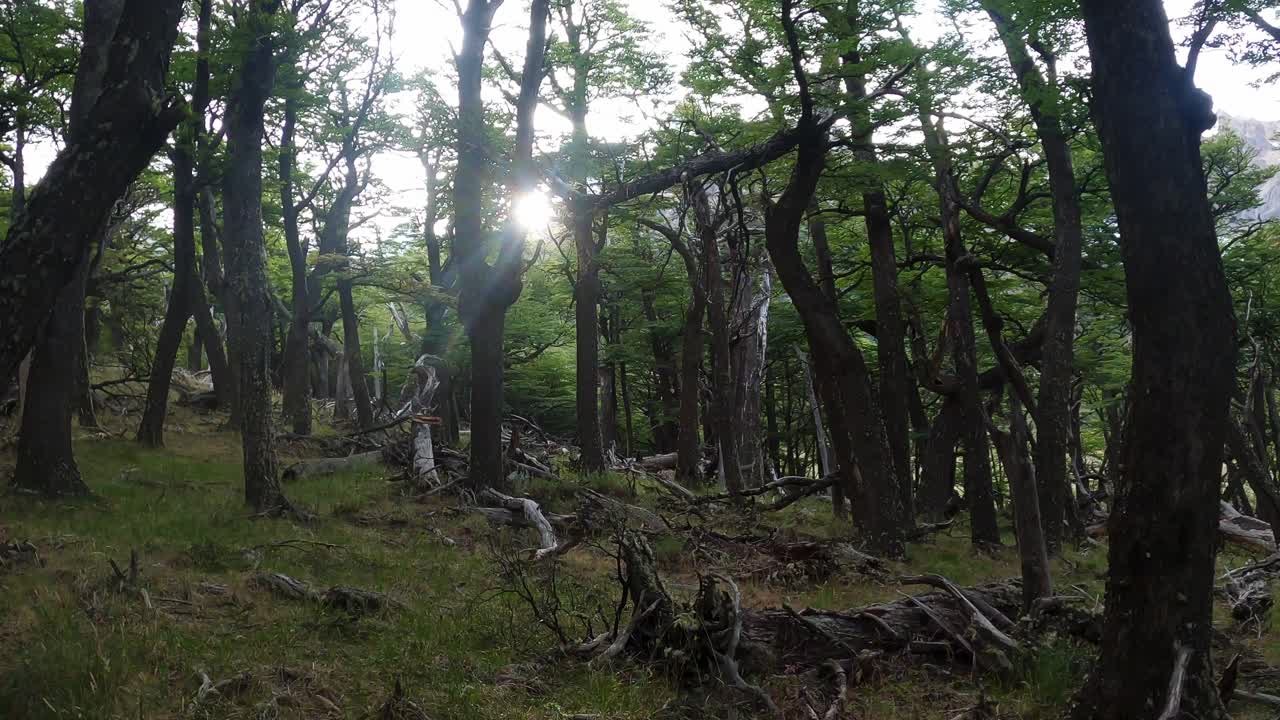 태양 광선으로 나무 줄기를 향해 숲을 걷다