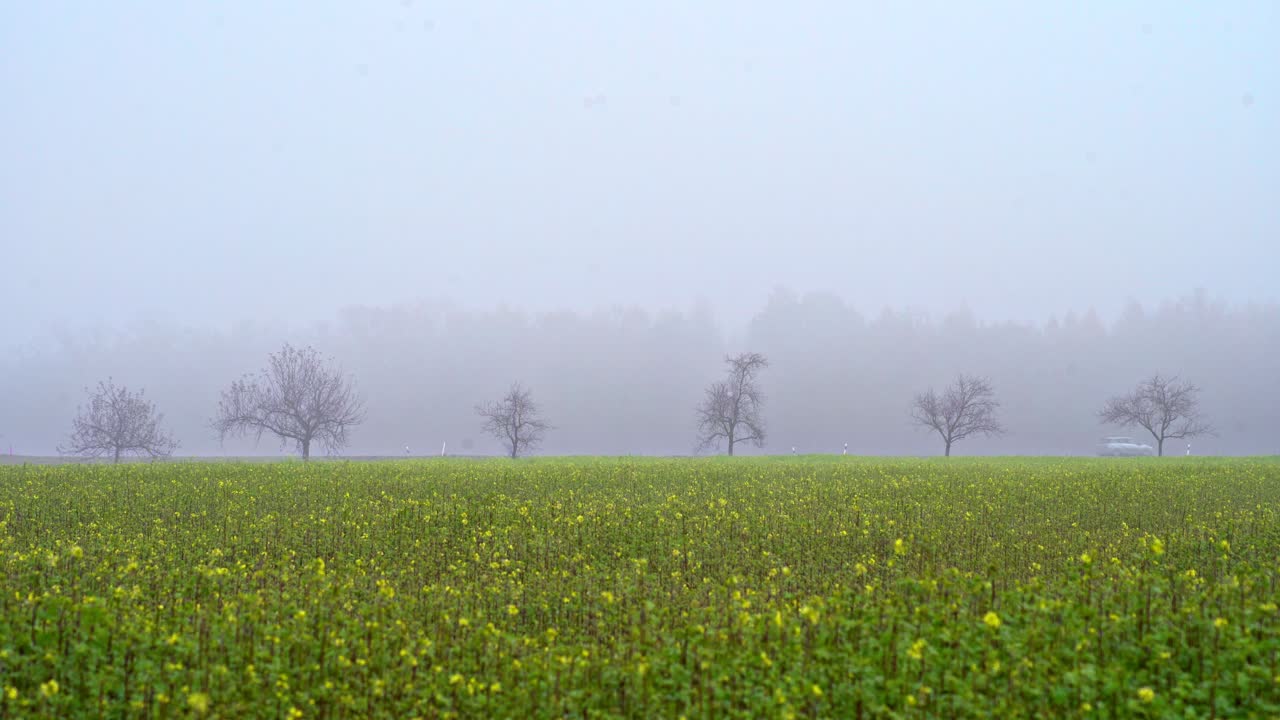 여름 안개가 자욱한 날 노란 꽃이 만발한 유채밭 뒤에서 자동차가 빠르게 운전하고 있다