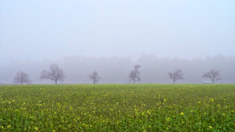 A-car-is-driving-fast-behind-a-field-of-yellow-blooming-rapeseed-plants-at-a-foggy-day-in-summer