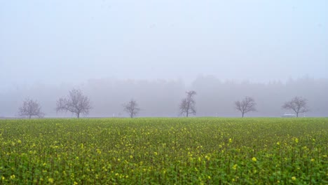 a car is driving fast behind a field of yellow blooming rapeseed plants at a foggy day in summer