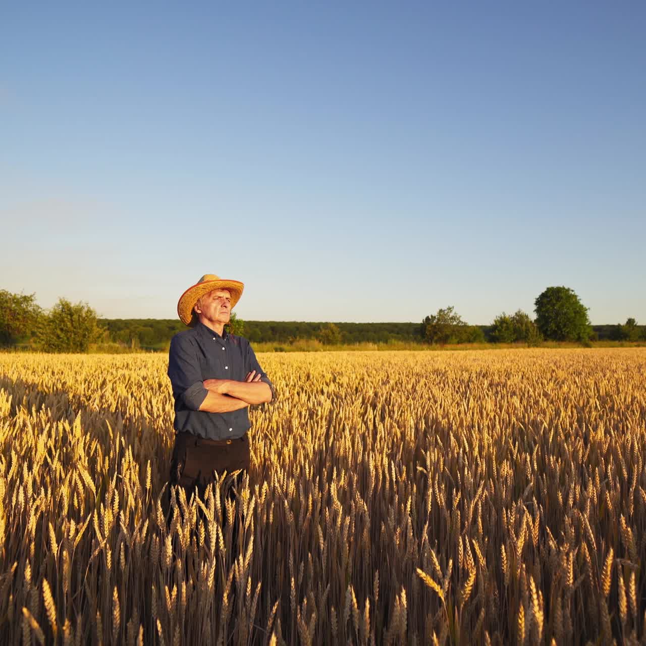 Agronomist in the middle of golden field. Farmer in straw hat and blue shirt standing among ripe wheat spikelets in bright summer day.
