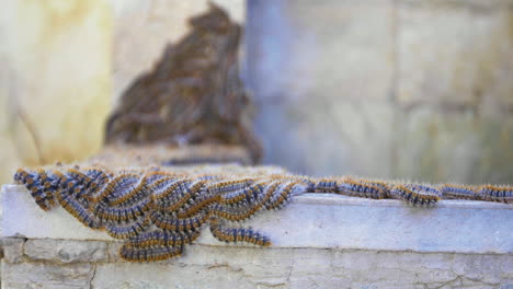 macro shot of tent caterpillars with shallow background