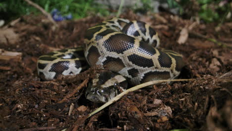 Burmese-python-close-up-baby-newborn