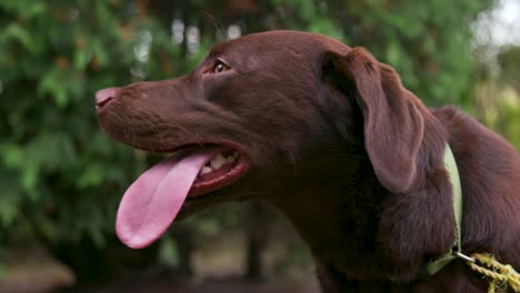 primer plano - feliz perro perdiguero de chocolate