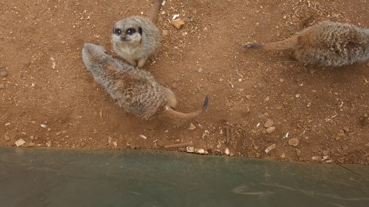 카메라를 보고 있는 미어캣 가족
