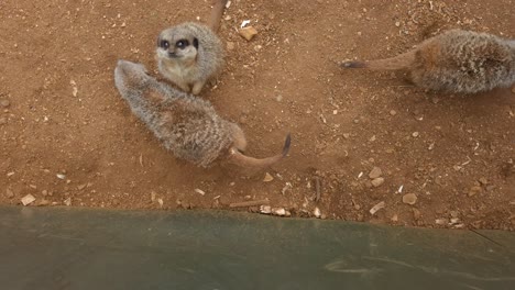 Familia-Suricata-Mirando-A-La-Cámara