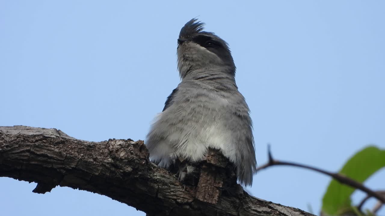 crested treewift huevos en nido