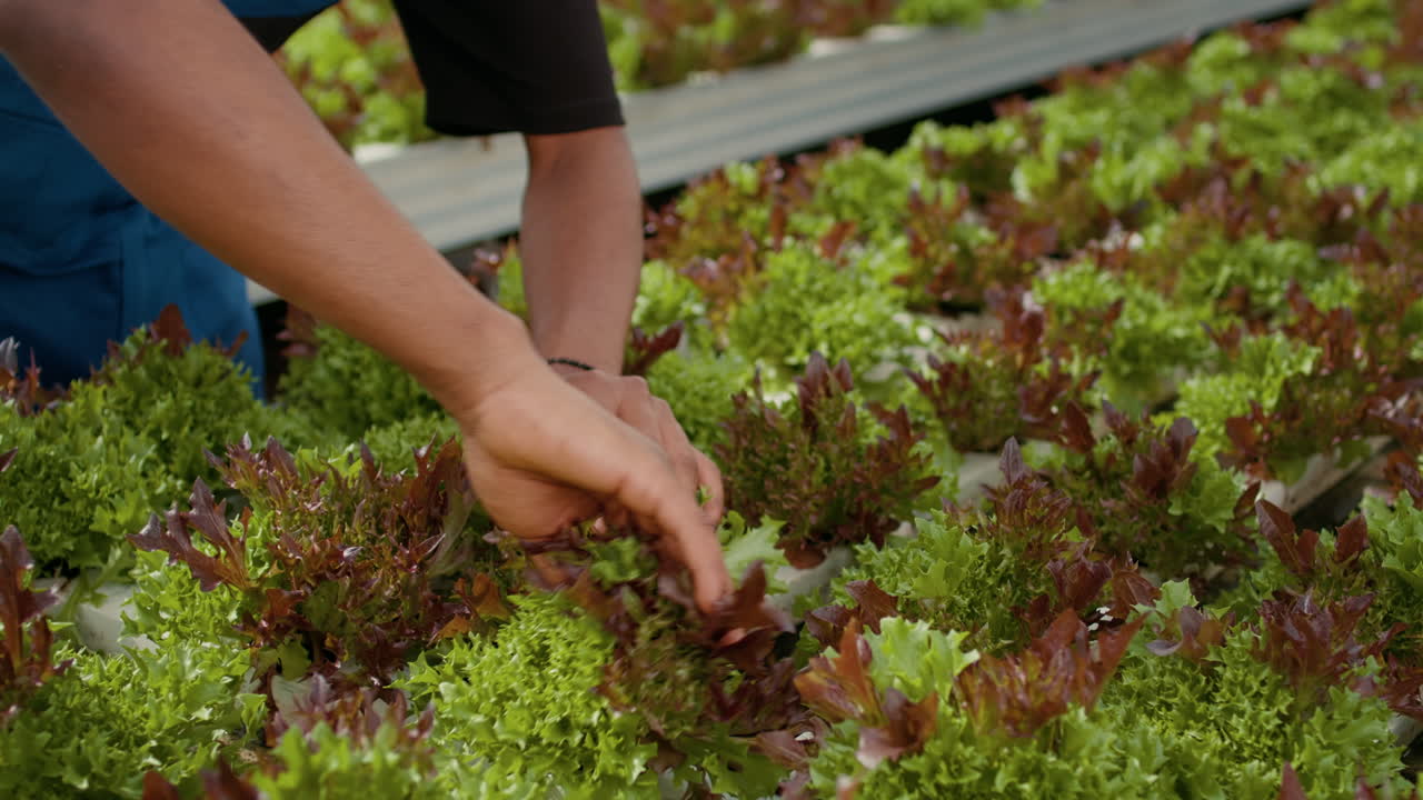 Harvesting Lettuce in an Indoor Farm