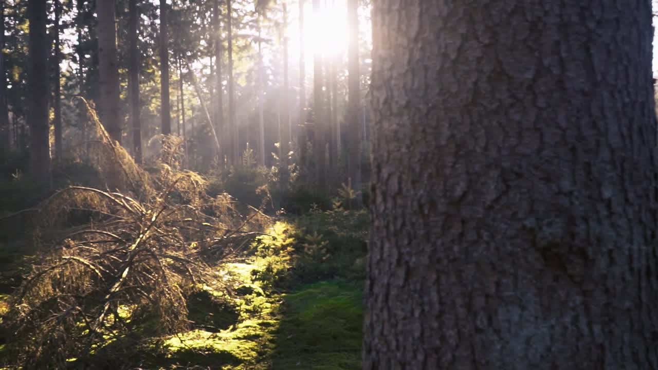 la luz del sol filtrándose a través de un bosque