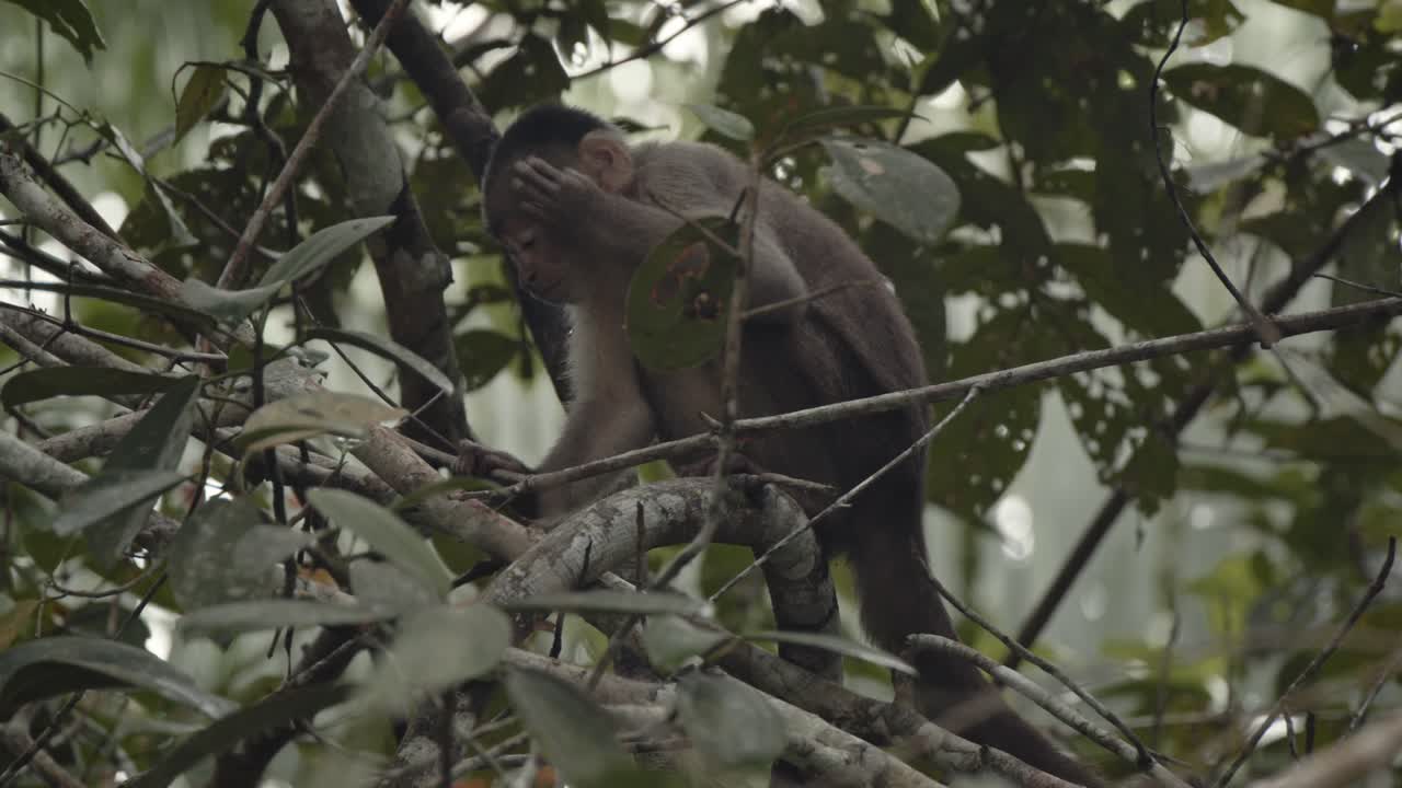 pequeño mono capuchino sentado en una rama de un árbol en la selva amazónica y se rasca a sí mismo